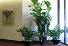 Interior Plantscaping